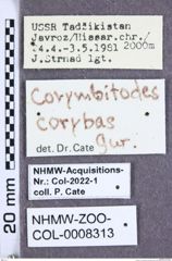Etiketten zu Corymbitodes corybas (Gurjeva, 1982) (NHMW-ZOO-COL-0008313)